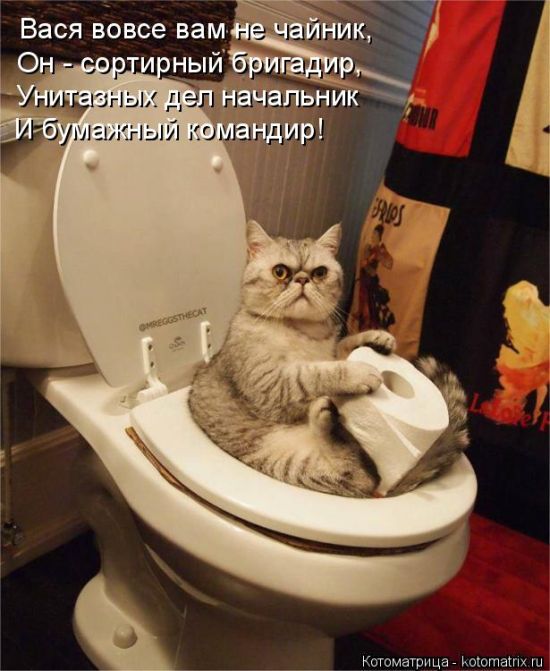 Лучшие котоматрицы недели