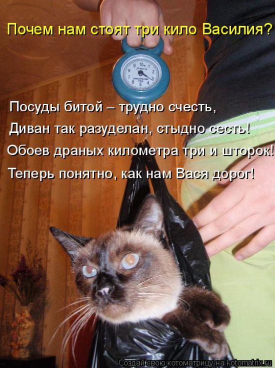 Лучшие котоматрицы недели