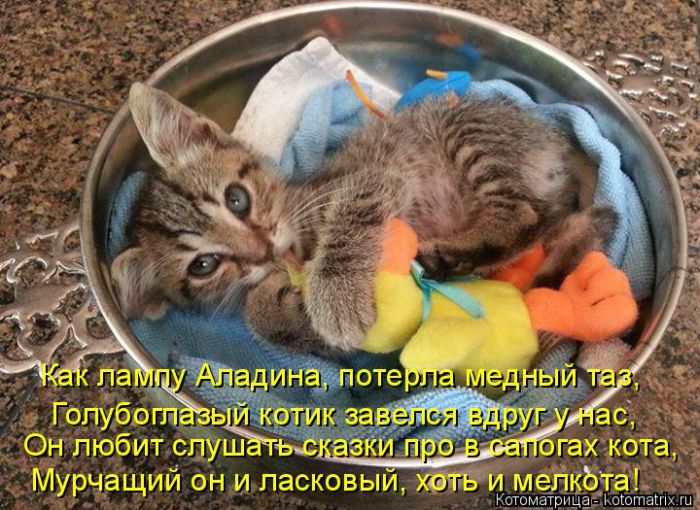 Лучшие котоматрицы недели