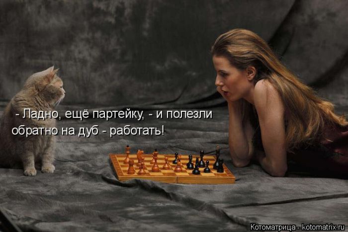 Лучшие котоматрицы недели