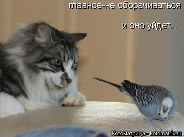 Лучшие котоматрицы недели