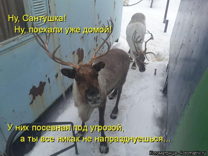 Лучшие котоматрицы недели