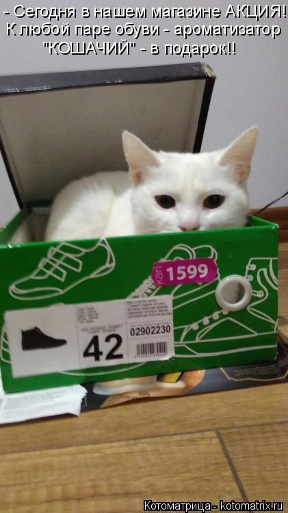 Лучшие котоматрицы недели