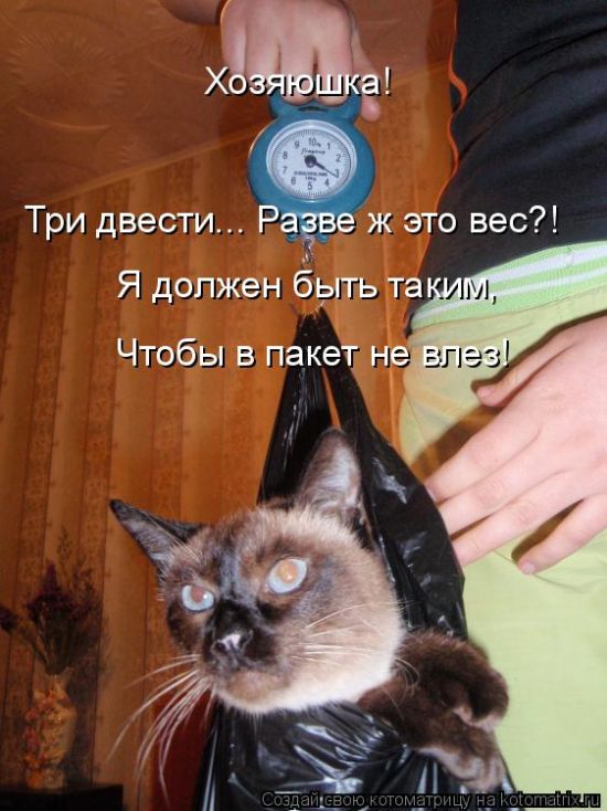 Лучшие котоматрицы недели