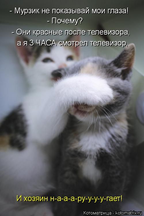 Лучшие котоматрицы недели