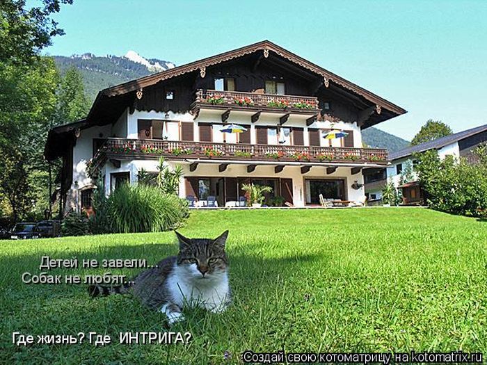 Лучшие котоматрицы недели