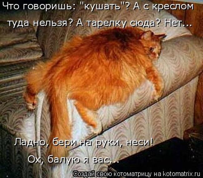 Лучшие котоматрицы недели