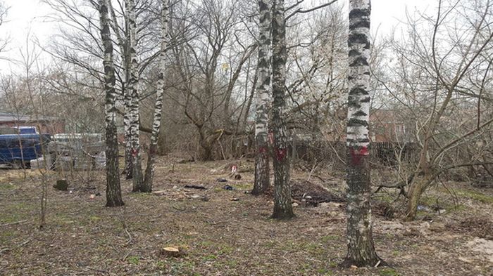 В Сергиевом Посаде срубили Рощу Победы, высаженную ветеранами