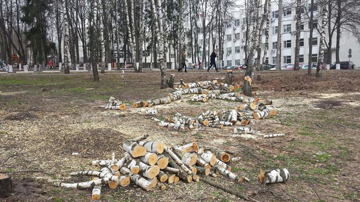 В Сергиевом Посаде срубили Рощу Победы, высаженную ветеранами