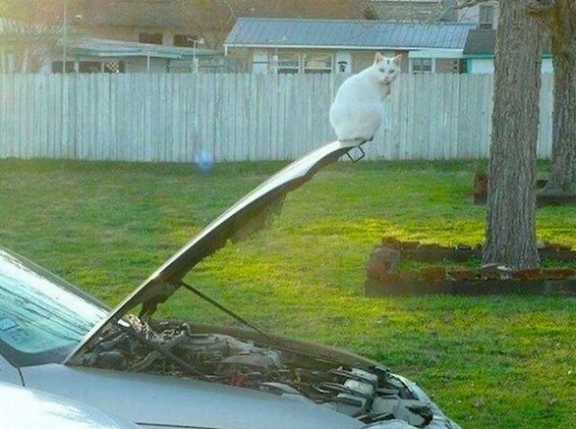 Прикольные картинки