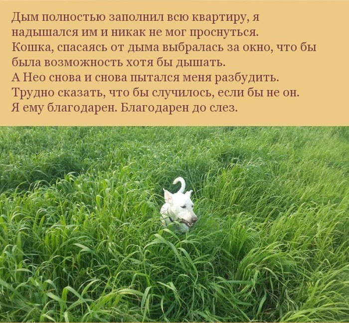 Как пес отплатил своему хозяину за спасение — 'Трудно сказать, что бы случилось, если бы не он'