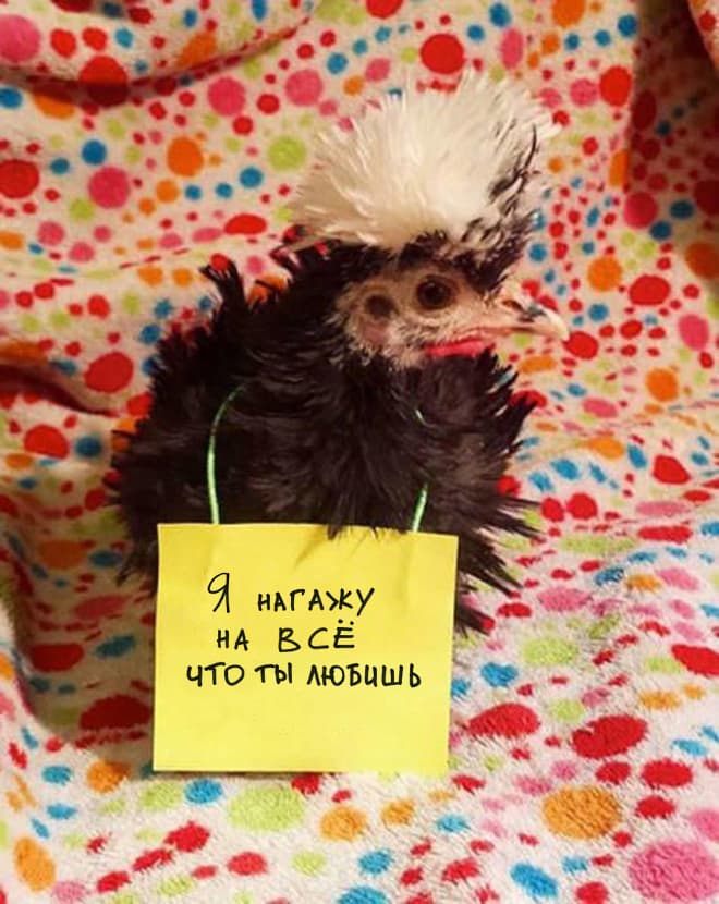 Шкодливые курицы, которые набрались смелости признаться в своих грехах