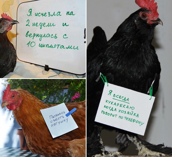 Шкодливые курицы, которые набрались смелости признаться в своих грехах
