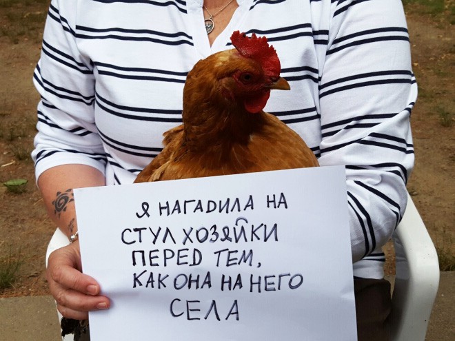 Шкодливые курицы, которые набрались смелости признаться в своих грехах
