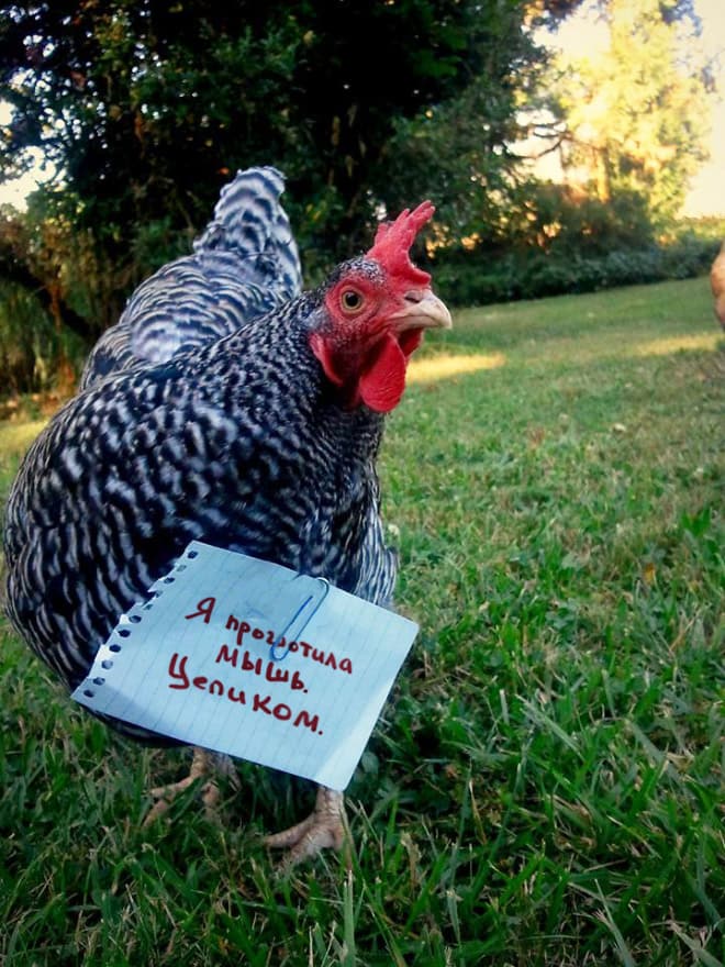 Шкодливые курицы, которые набрались смелости признаться в своих грехах