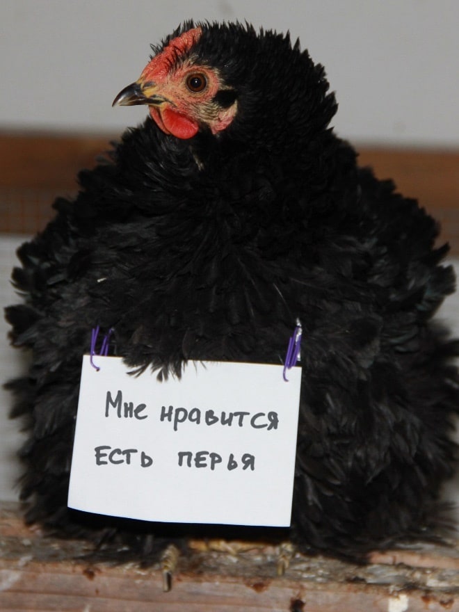 Шкодливые курицы, которые набрались смелости признаться в своих грехах
