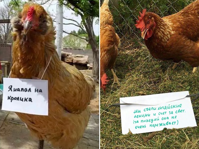 Шкодливые курицы, которые набрались смелости признаться в своих грехах