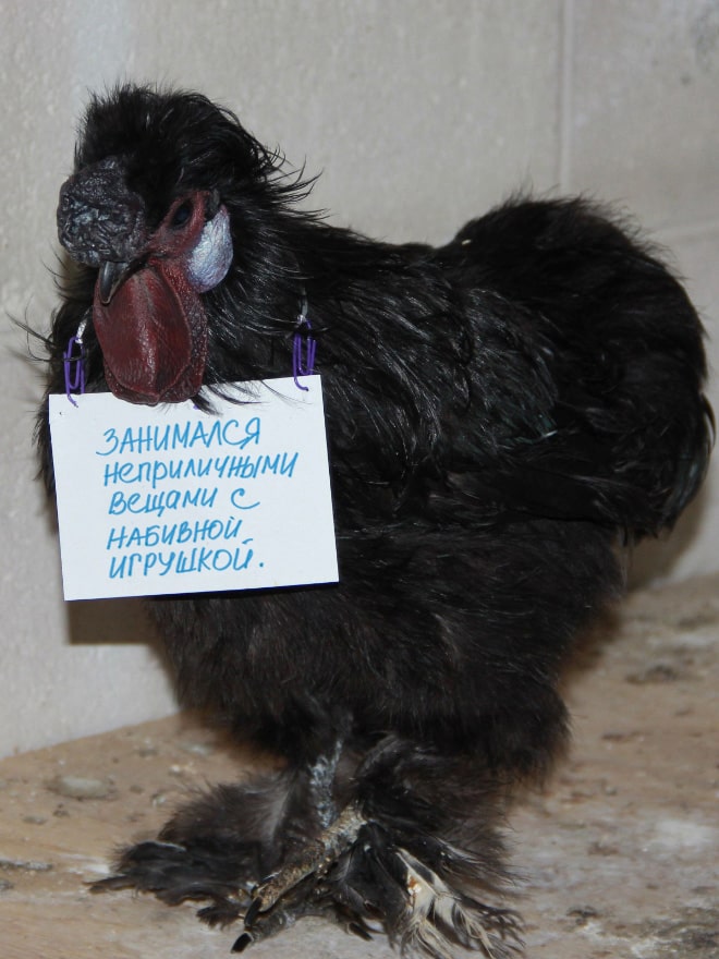 Шкодливые курицы, которые набрались смелости признаться в своих грехах