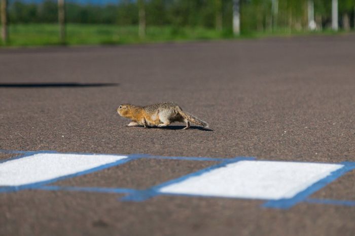 В Красноярске появился пешеходный переход для сусликов