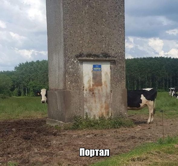 Прикольные картинки
