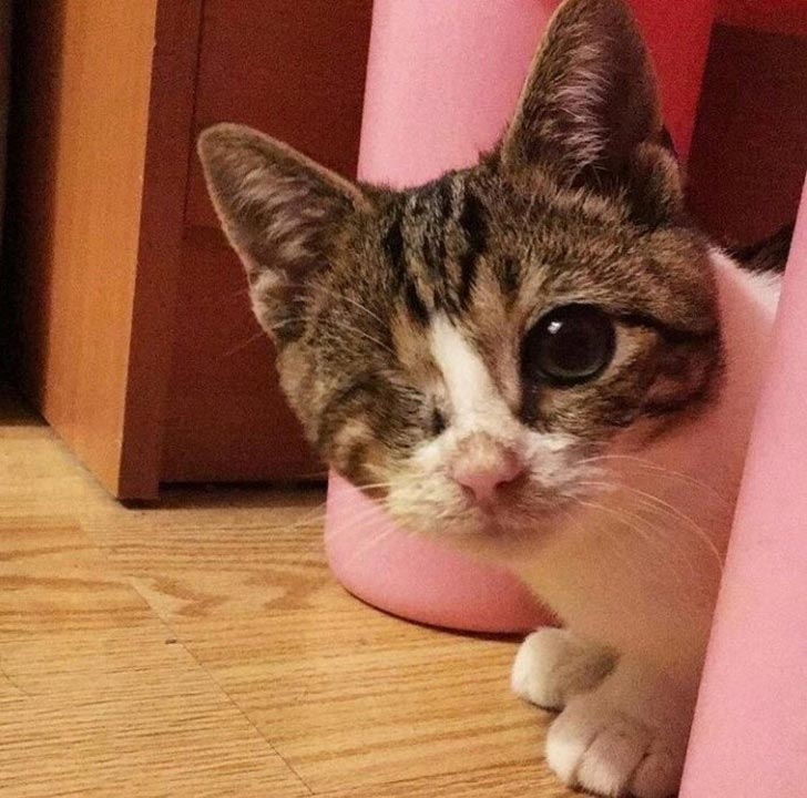 15 животных с особенностями, несмотря на которые они смогли найти любящий дом 15 животных с особенностями, несмотря на которые они смогли найти любящий дом