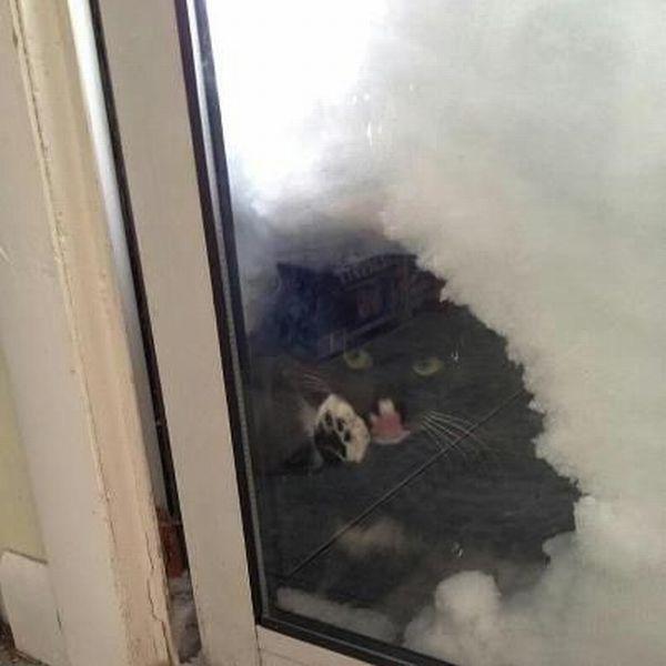 Прикольные картинки