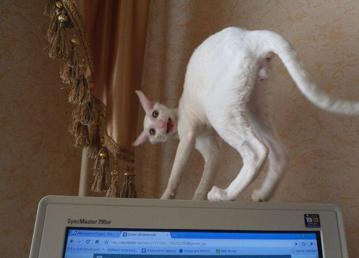 Прикольные картинки