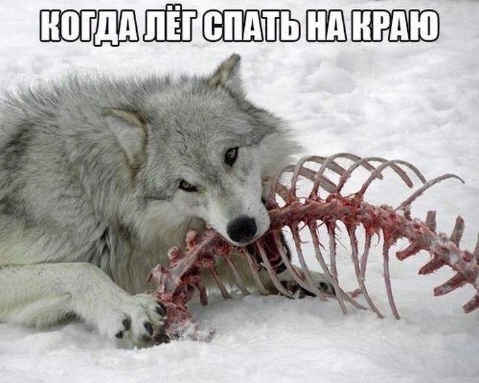 Прикольные картинки