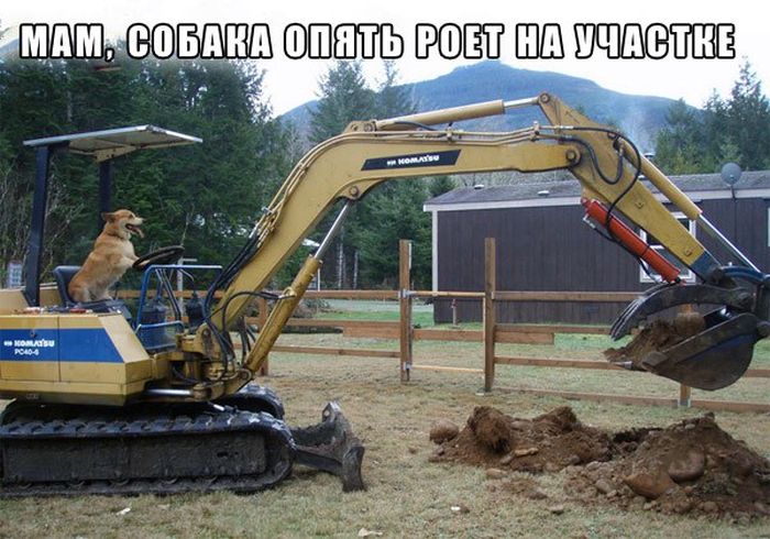 Прикольные картинки
