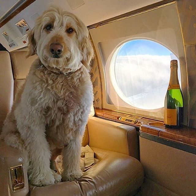 Знакомьтесь, «Богатенькие собаки Лондона», живущие лучше большинства людей!