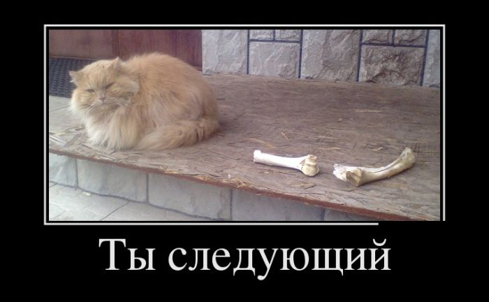 Демотиваторы
