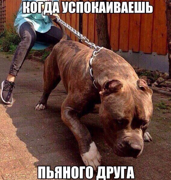 Прикольные картинки