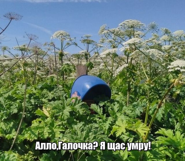 Прикольные картинки
