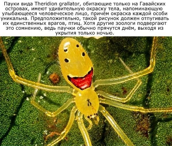 Интересные факты обо всём (22 фото)