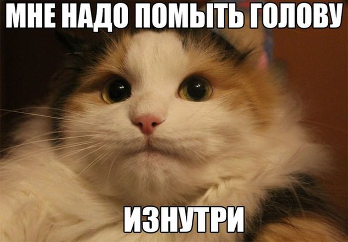 Порция картинок