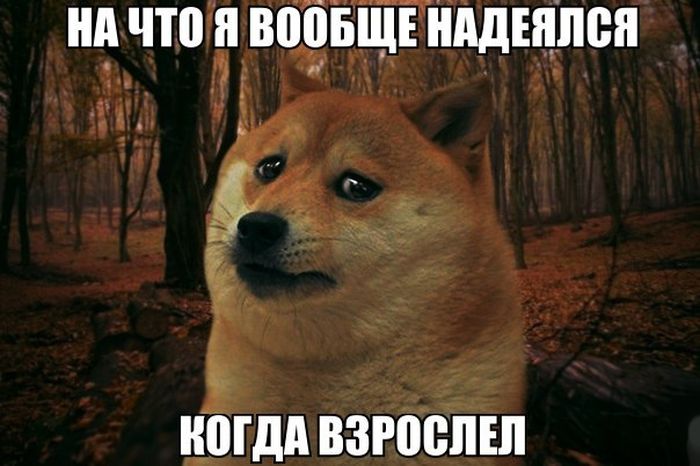 Порция картинок