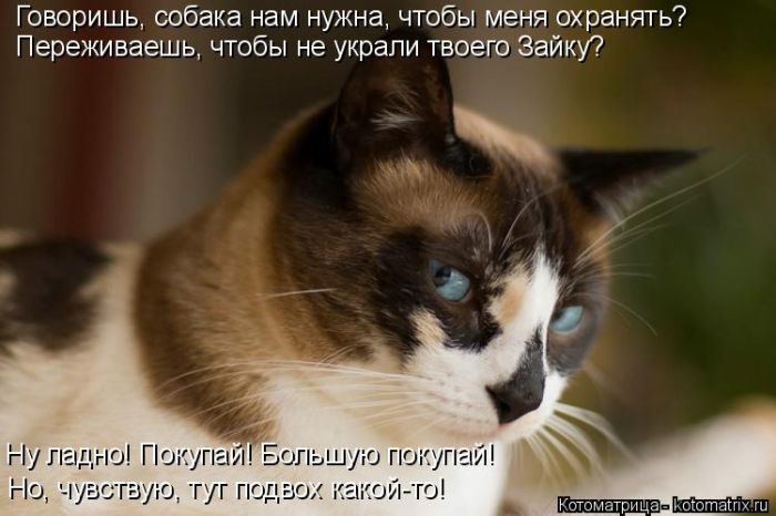 Лучшие котоматрицы недели
