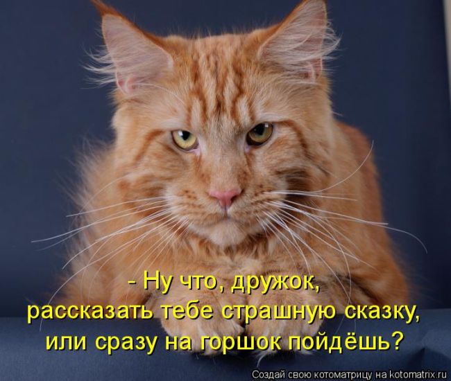 Лучшие котоматрицы недели