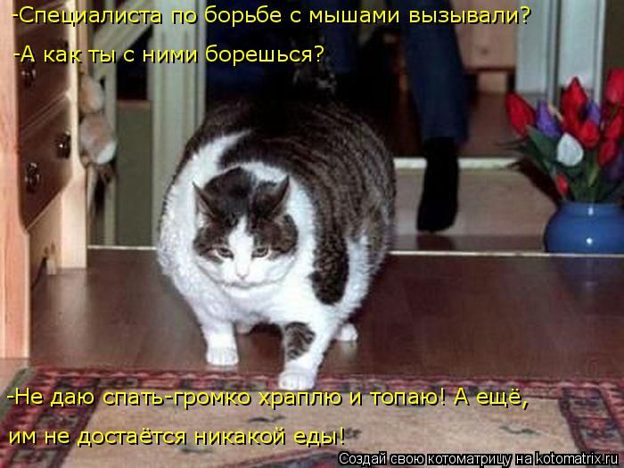 Лучшие котоматрицы недели
