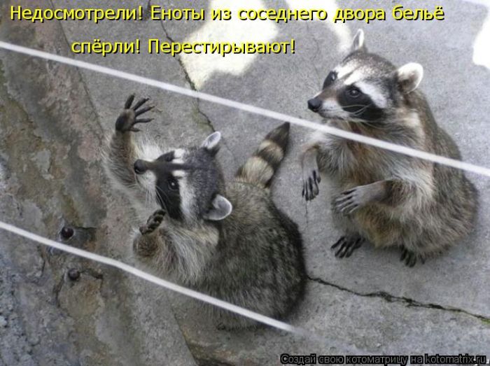 Лучшие котоматрицы недели