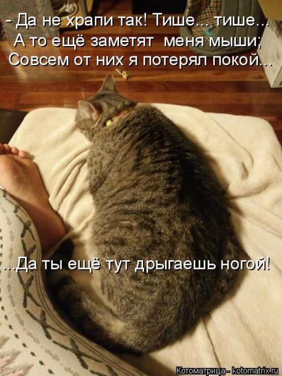 Лучшие котоматрицы недели