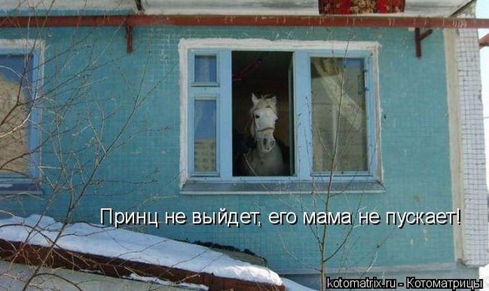 Лучшие котоматрицы недели