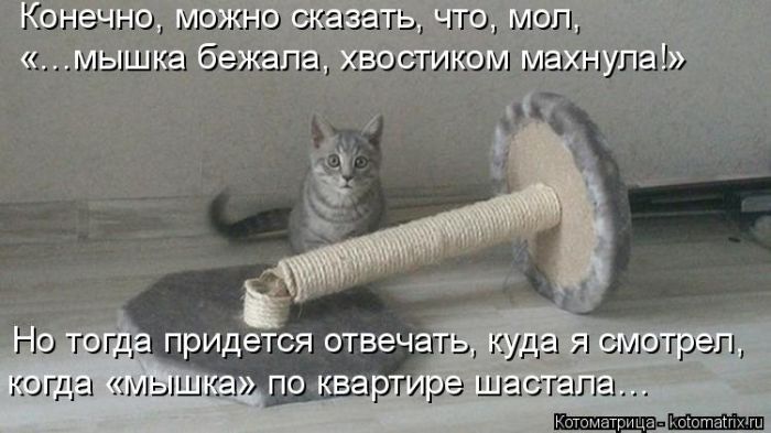Лучшие котоматрицы недели