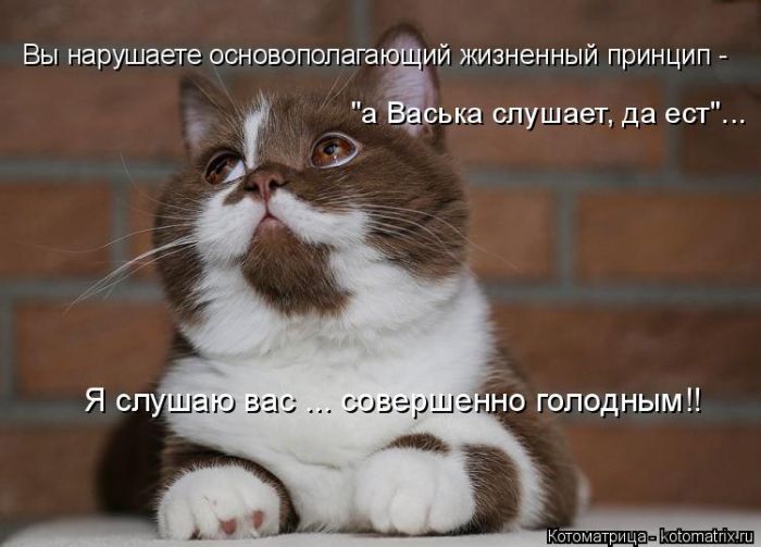 Лучшие котоматрицы недели