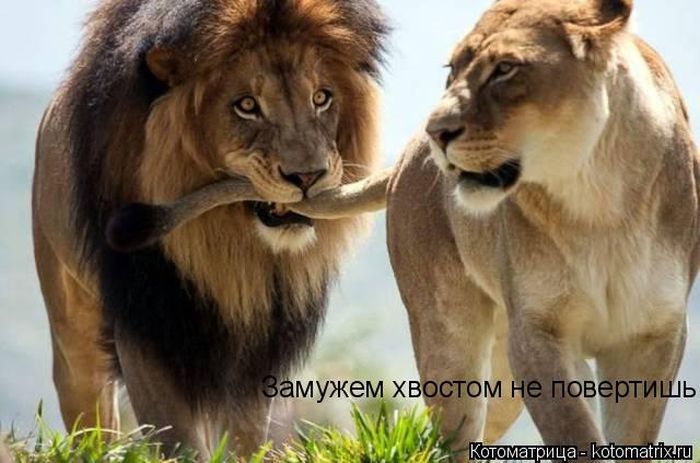 Лучшие котоматрицы недели