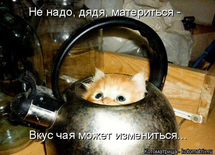 Лучшие котоматрицы недели