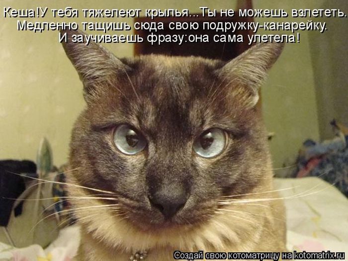 Лучшие котоматрицы недели