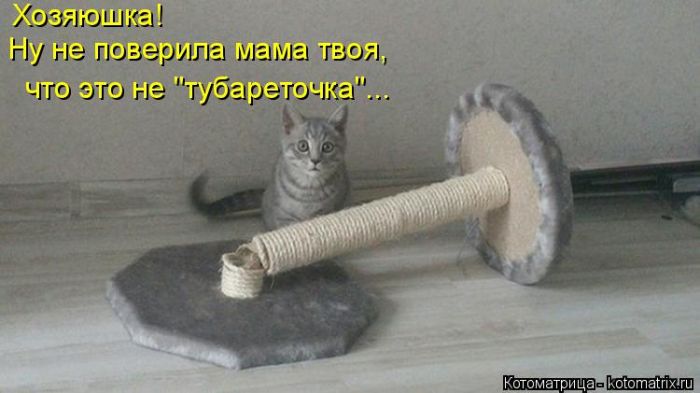 Лучшие котоматрицы недели