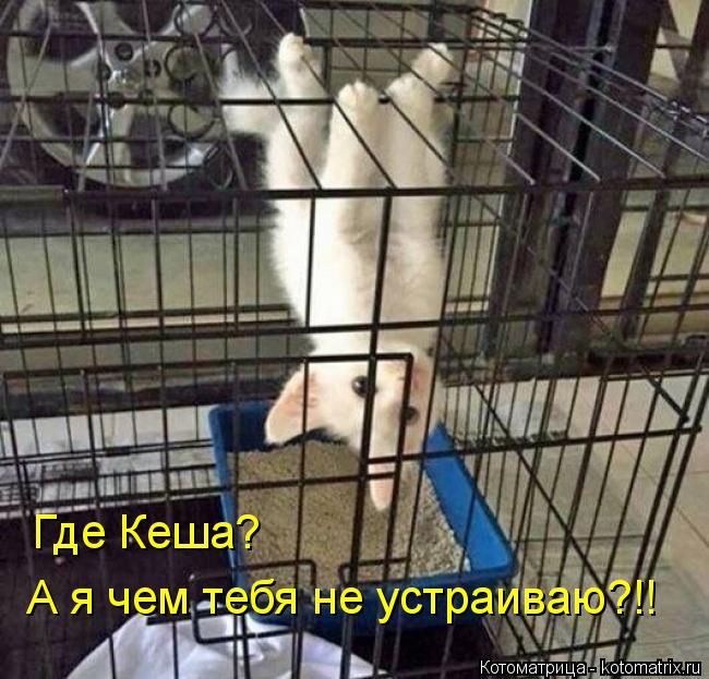 Лучшие котоматрицы недели