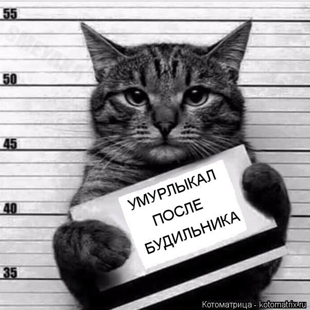 Лучшие котоматрицы недели